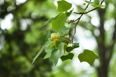 Liriodendron × sinoamericanum