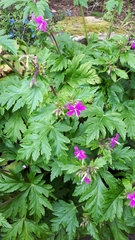 Geranium reuteri