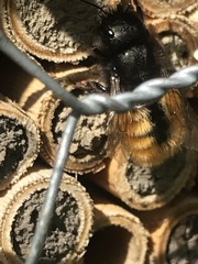 Osmia cornuta