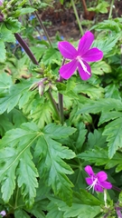 Geranium reuteri