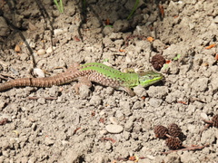 Podarcis siculus