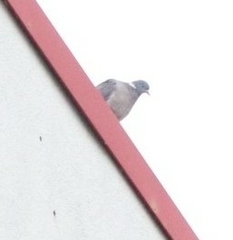 Columba palumbus