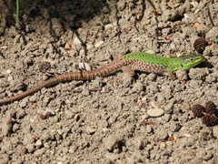 Podarcis siculus