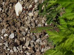 Podarcis siculus