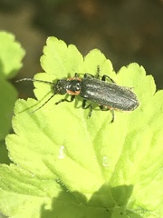 Cantharis pulicaria
