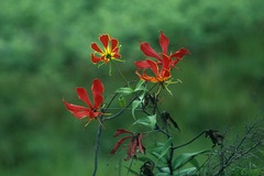Gloriosa superba