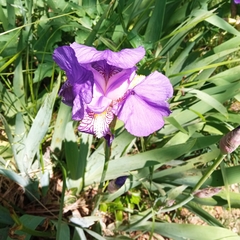 Iris