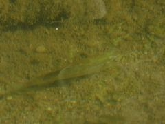 Squalius squalus