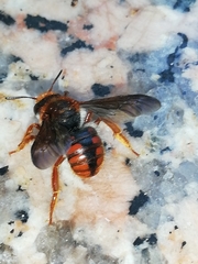 Rhodanthidium