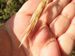 Rytidosperma clelandii