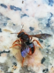 Rhodanthidium