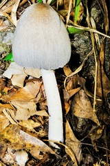 Coprinopsis alopecia