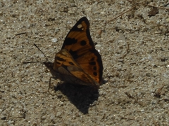 Dilipa fenestra