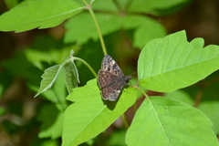 Erynnis juvenalis juvenalis