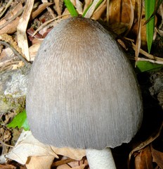 Coprinopsis alopecia
