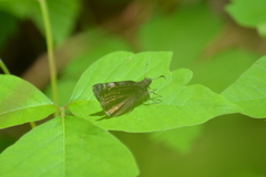 Erynnis juvenalis juvenalis