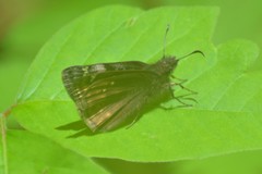 Erynnis juvenalis juvenalis