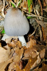 Coprinopsis alopecia