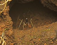 Leptomyrmex rothneyi