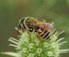 Andrena variabilis