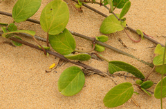 Cynanchum natalitium