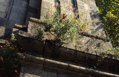 Trachelium caeruleum