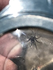 Arctosa perita