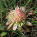 Protea humifusa - Photo (c) Roberto Sindaco, alguns direitos reservados (CC BY-NC-SA), uploaded by Roberto Sindaco