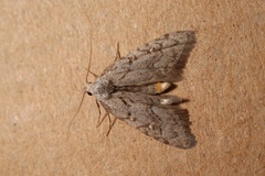 Nola thymula
