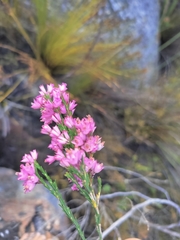 Erica vogelpoelii