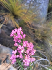 Erica vogelpoelii