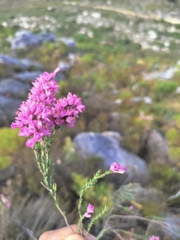 Erica vogelpoelii