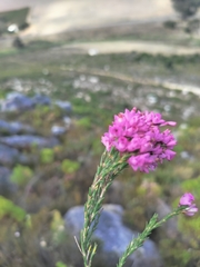Erica vogelpoelii