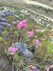 Erica vogelpoelii