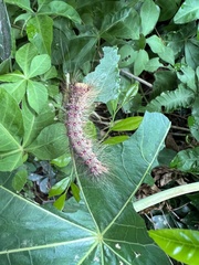 Lymantria xylina
