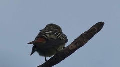 Myiodynastes luteiventris