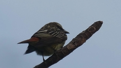 Myiodynastes luteiventris