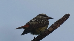 Myiodynastes luteiventris