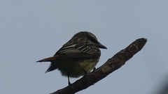 Myiodynastes luteiventris