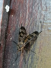 Rhagio atlanticus