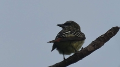 Myiodynastes luteiventris