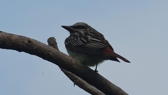 Myiodynastes luteiventris