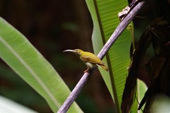 Arachnothera modesta