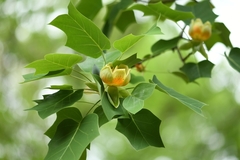 Liriodendron × sinoamericanum