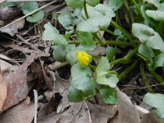 Ficaria verna