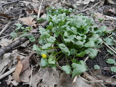 Ficaria verna