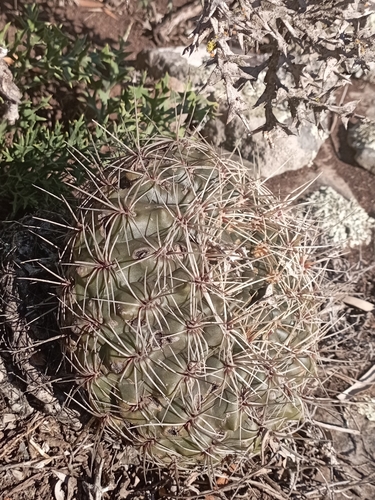 Gymnocalycium reductum