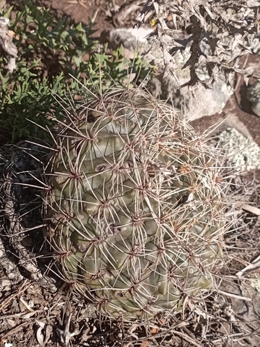Gymnocalycium reductum