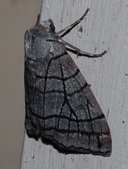 Liometopa rectilinea