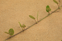 Cynanchum natalitium